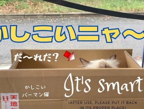 箱の中のバーマン猫【かしこいニャ〜】It's smart（バーマン猫）Birman/Cat