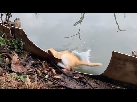水を飲みにきた子猫が真冬の池に落ちた！！