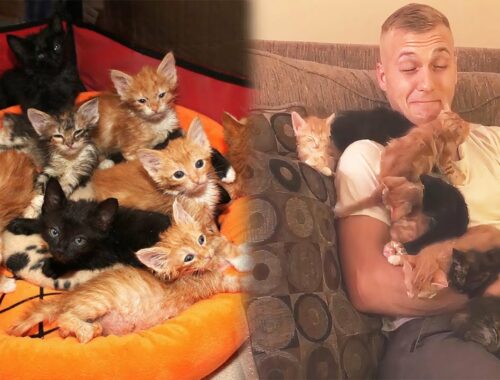 Ten Rescued Kittens See The Guy And Instantly Make Him Their Cat Daddy