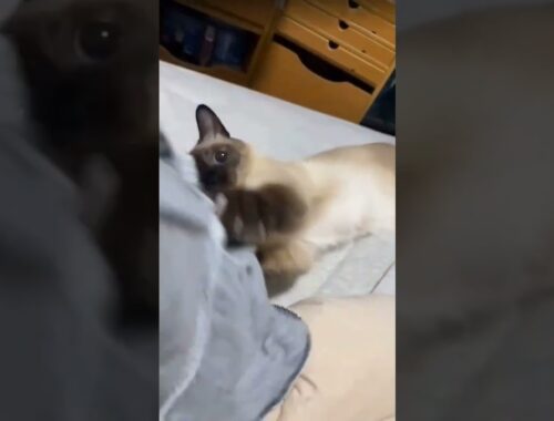 Don't Take My Blanket Away | Cute Cat | #111 | World Of Pets #siamese #shorts #subscribe