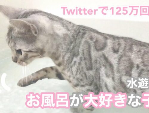 【Twitterで話題】お風呂が大好きなシルバーベンガルの子猫 水遊び編