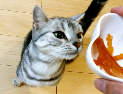 初めてのおやつを美味しそうに食べる猫【アメリカンショートヘアー】