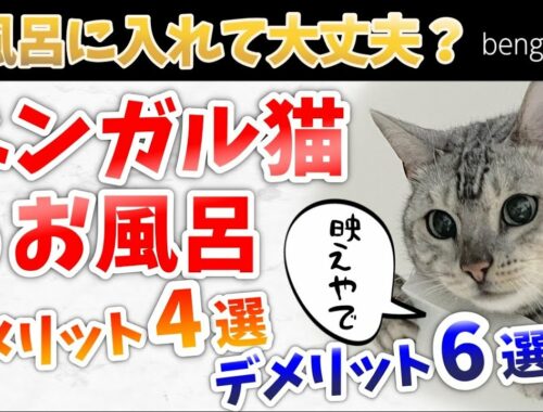 【体験談】ベンガル猫をお風呂に入れる必要ない理由6選【死に物狂い】