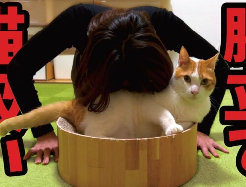 【最新ダイエット法】猫吸い腕立ての効果は…！？【関西弁でしゃべる猫】