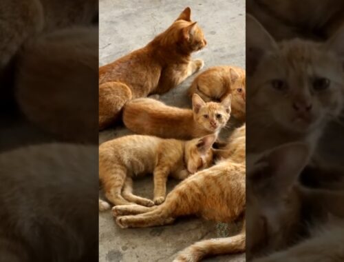Brown Cats🐈❤️ | Cat Videos | Brown Cats Video | Cat's Hub #shorts #shortsfeed #browncat #cutecatshot