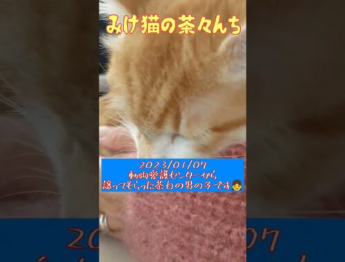 【日本猫の仔猫】初めまして✨茶白のジャムです🐾　#保護猫