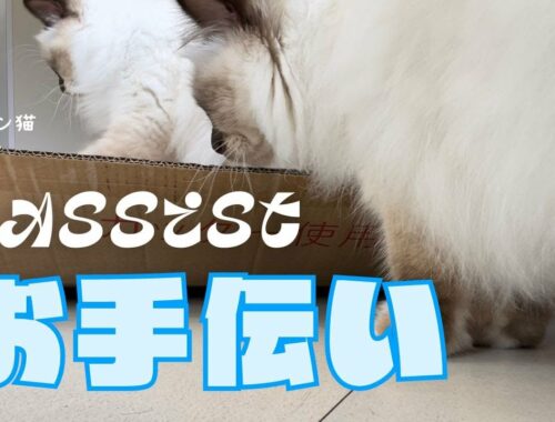 キッチンワゴンとバーマン猫ラフとミカ【お手伝い】Assist（バーマン猫）Birman/Cat