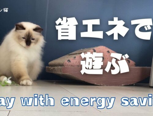 バーマン猫ラフとミカ【省エネで遊ぶ】Play with energy saving（バーマン猫）Birman/Cat