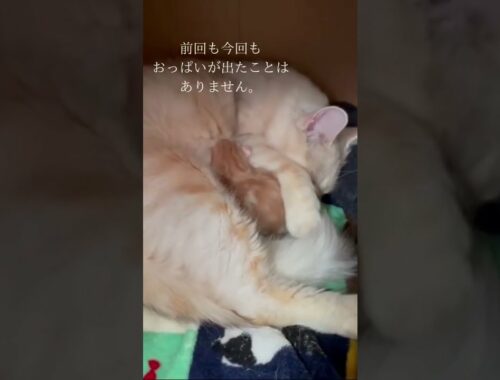 出産後おっぱいがでないママ【サイベリアン専門猫ブリーダー神奈川】