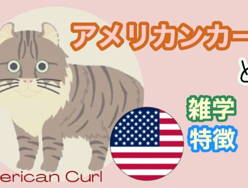 【猫】アメリカンカールとは【雑学・特徴】American Curl