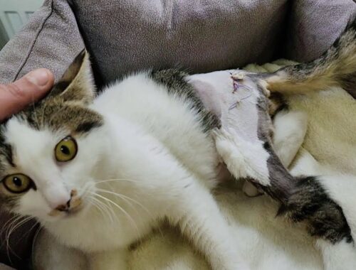 The kitten, who was disabled due to kicking, was adopted by 'Adorable Paws'.