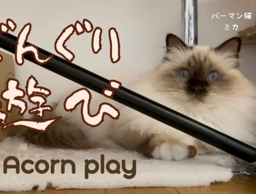 バーマン猫ミカ【どんぐり遊び】Acorn play（バーマン猫）Birman/Cat