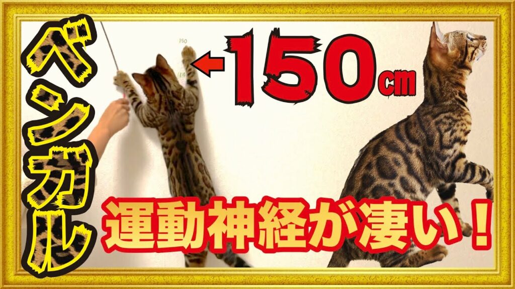 ベンガル猫の運動神経が凄い!猫たち3匹の運動テストしてみた!猫が好きなおもちゃで遊ぶ【ベンガル・マンチカン・スコティッシュフォールド】 ベンガル猫の運動神経が凄い!猫たち3匹の運動テストしてみた!猫が好きなおもちゃで遊ぶ【ベンガル・マンチカン・スコティッシュフォールド】