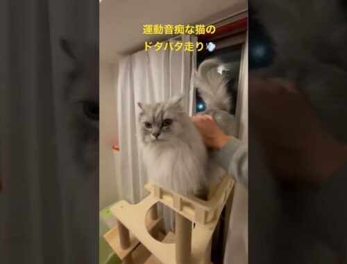 運動音痴な猫のドタバタ走り【猫品種ラガマフィン】