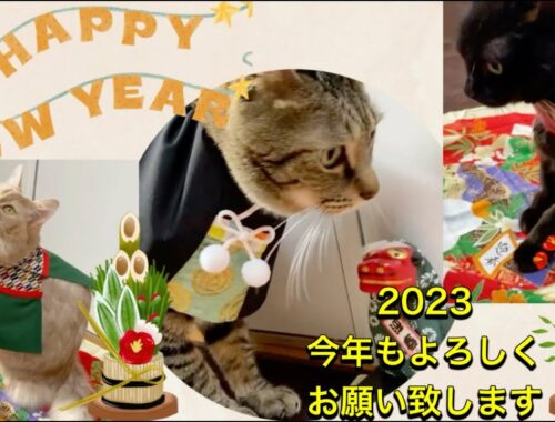 明けましておめでとうございます🎍Happy new year 🎍#猫#黒猫#ソマリ#キジトラ#コスプレ