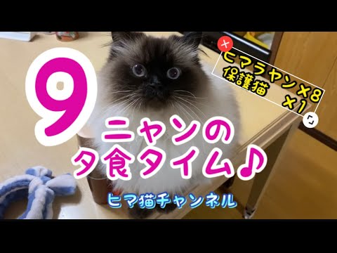 【ヒマラヤン】【猫動画】9ニャンの夕食タイム♪夕食まだかにゃ〜⁈