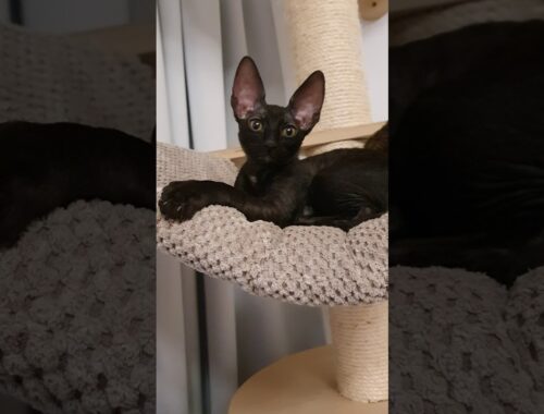 Cornish Rex Kitten, black Kitten!!!
