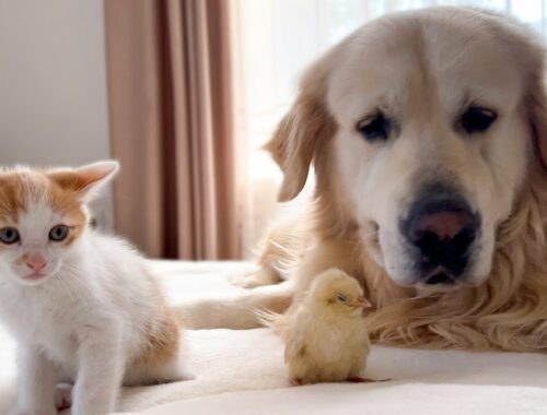 Golden Retriever and Tiny Kitten Shocked by Baby Chicken