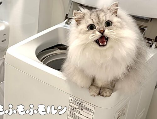 猫がこっそり洗濯機に登りたがります 【サイベリアン】