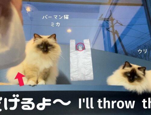 バーマン猫ミカが大好きなカサカサ【投げるよ〜】I'll throw it（バーマン猫）Birman/Cat