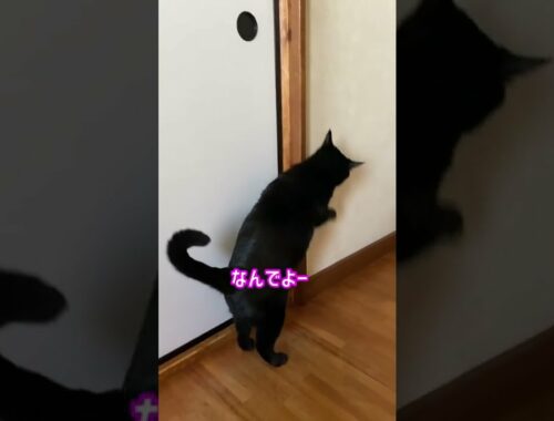 #Shorts　ふすまを開けてほしい黒猫　№347　日本猫ねこ協会　推し猫グランプリ