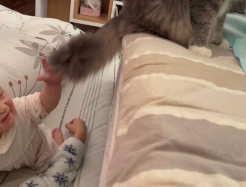 しっぽで赤ちゃんを一本釣りする猫　ノルウェージャンフォレストキャット　A cat catching a baby with its tail