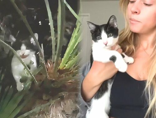 Woman Hears a Pitiful Meow And Finds a Kitten Tied To a Palm Tree