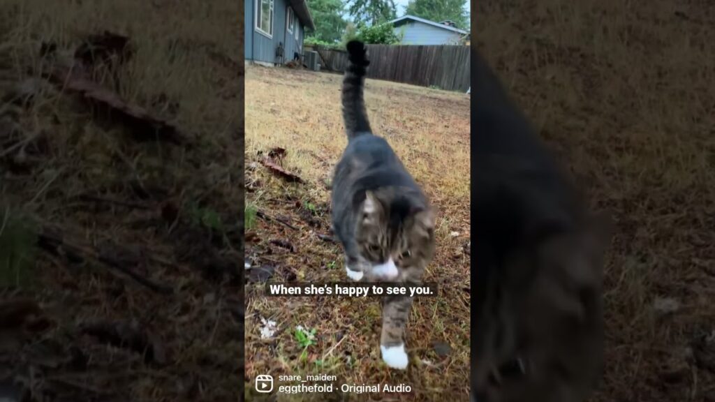 My Manx cat happy to see me.