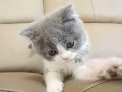 セルカークレックス子猫　2022.9.30産まれ 　ブルー＆ホワイト　　女の子　シーダキャット猫のお店　Selkirk Rex