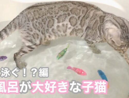 お風呂が大好きなシルバーベンガルの子猫 魚と泳ぐ！？編