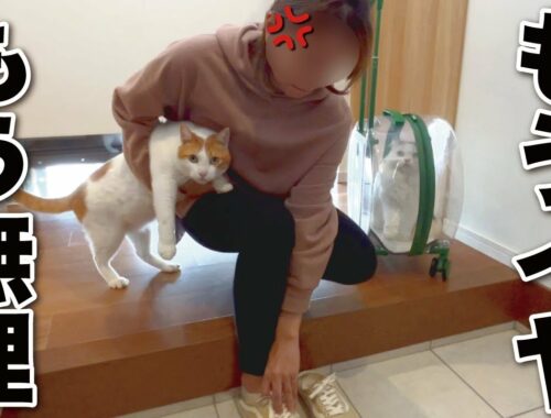【悲報】奥さんが猫達を連れて実家に帰ってしまいました…【関西弁でしゃべる猫】