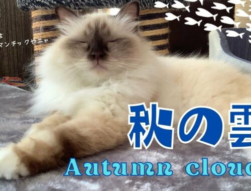 ロマンチックな秋、しんみりするバーマン猫【秋の雲】Autumn clouds（バーマン猫）Birman/Cat