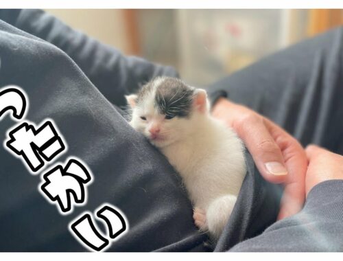 【子猫】ミルク飲み放題★眠そうな子猫はかわいすぎる【保護猫生活6日目】