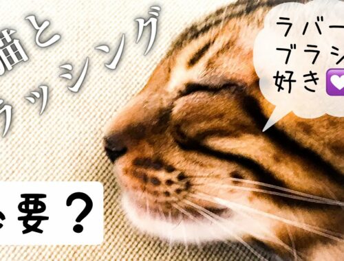 【ベンガル猫】ブラッシングはラバーブラシがおすすめです！