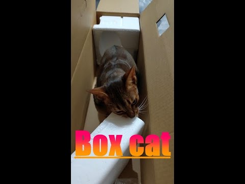ネコ動画あび＃90　Box cat　Abyssinian　アビシニアン　あび