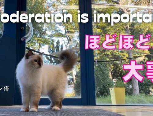 スポーツの秋やけどニャ【ほどほどが大事】Moderation is importan（バーマン猫）Birman/Cat