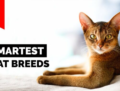 Top 10 Smartest Cat Breeds In The World