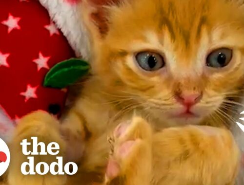 Kitten Cries So Someone Will Rescue Him | The Dodo