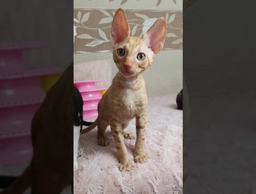 Cornish Rex Kittens are ready to play!!!
