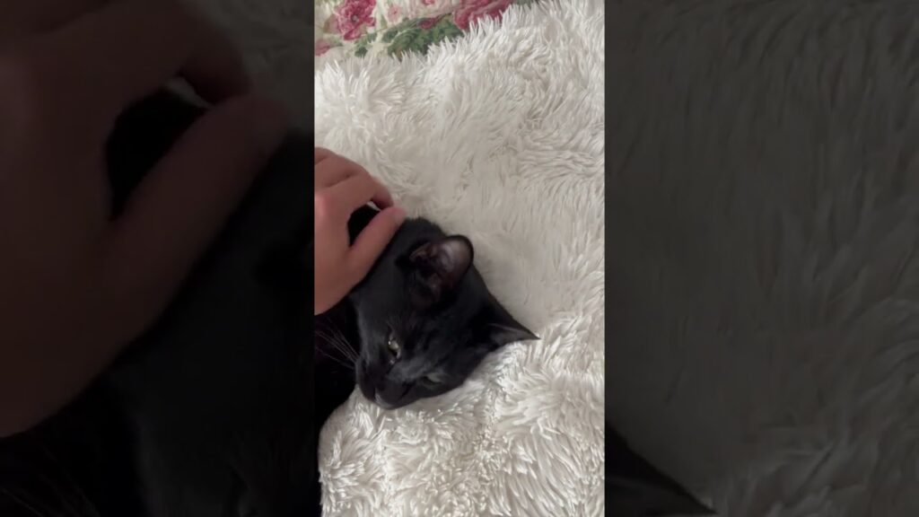 My cat bear is happy