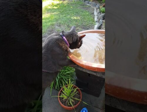 Burmese Cat drinking from bird bath. #SHORTS