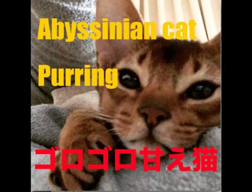 Abyssinian cat purring movie アビシニアンの子猫　ゴロゴロ動画