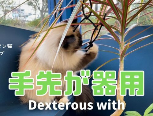 バーマン猫ガブ【手先が器用】Dexterous with hands（バーマン猫）Birman/Cat