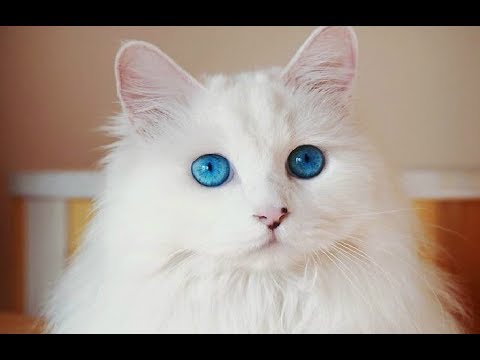 驚くほど美しい、青い宝石のような瞳に思わず吸い込まれそうに！ふわふわの白い毛並みの飼い猫は、ターキッシュアンゴラ♪【nekoの部屋】