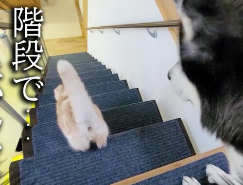 子猫に良いところを見せようとしたが階段で転んでしまったハスキー犬...