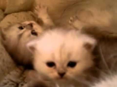 【子猫編】子猫が見つめてくる動画