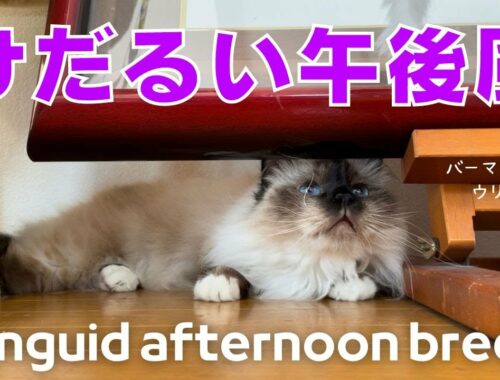 バーマン猫ウリはのんびり過ごすのが好き【けだるい午後風】 Languid afternoon breeze（バーマン猫）Birman/Cat