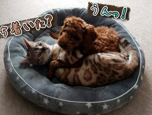 子犬に優しいベンガル猫 -puppy friendly bengal cat-