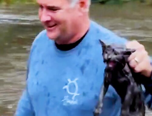 Compassionate man saves kitten from flood