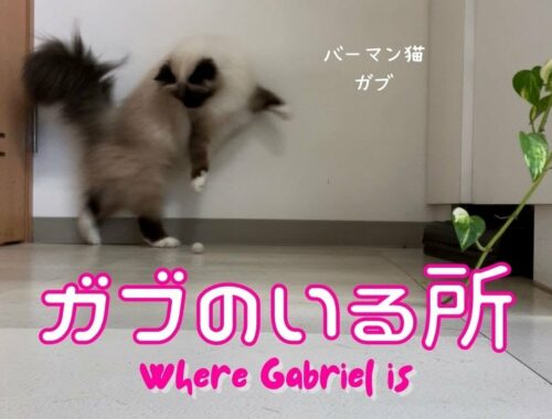 バーマン猫ガブとラフ【ガブのいる所】Where Gabriel is（バーマン猫）Birman/Cat